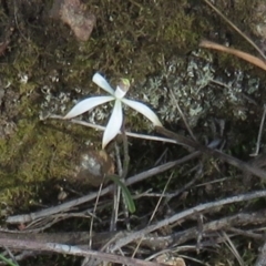 Caladenia sp. at Denman Prospect, ACT - suppressed