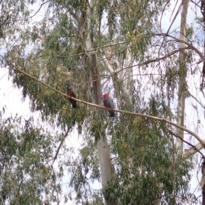 Callocephalon fimbriatum (Gang-gang Cockatoo) at Acton, ACT - 13 Oct 2019 by Laserchemisty