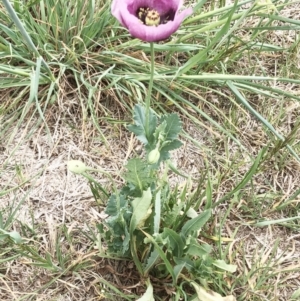 Papaver somniferum at Hughes, ACT - 4 Oct 2019 09:00 AM