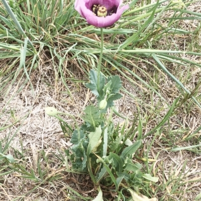 Papaver somniferum (Opium Poppy) at Hughes Garran Woodland - 3 Oct 2019 by ruthkerruish
