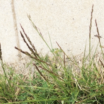 Festuca arundinacea (Tall Fescue) at Hughes, ACT - 13 Oct 2019 by ruthkerruish