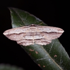 Euphronarcha luxaria (Striated Bark Moth) at Bournda, NSW - 12 Oct 2019 by ibaird
