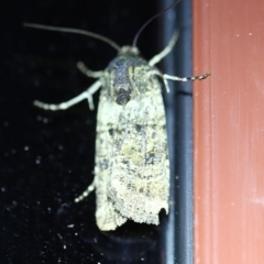 Agrotis porphyricollis (Variable Cutworm) at Bournda, NSW - 12 Oct 2019 by ibaird