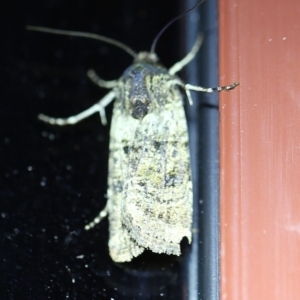 Agrotis porphyricollis at Bournda, NSW - 12 Oct 2019