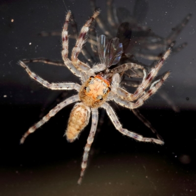 Helpis minitabunda (Threatening jumping spider) at Kambah, ACT - 14 Oct 2019 by Marthijn