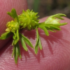 Ranunculus sessiliflorus var. sessiliflorus (Small-flowered Buttercup) at The Pinnacle - 11 Oct 2019 by pinnaCLE