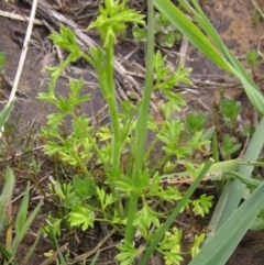 Ranunculus sessiliflorus var. sessiliflorus at Dunlop, ACT - 11 Oct 2019