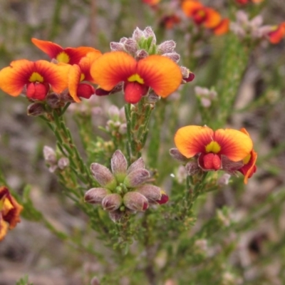 Dillwynia sericea (Egg And Bacon Peas) at Hawker, ACT - 11 Oct 2019 by pinnaCLE