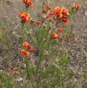 Dillwynia sericea at Hawker, ACT - 11 Oct 2019 03:02 PM