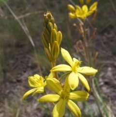 Bulbine bulbosa (Golden Lily, Bulbine Lily) at Dunlop, ACT - 14 Oct 2019 by pinnaCLE