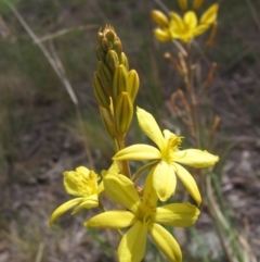 Bulbine bulbosa (Golden Lily) at The Pinnacle - 13 Oct 2019 by pinnaCLE