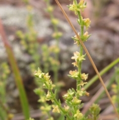 Galium sp. at Dunlop, ACT - 14 Oct 2019 by pinnaCLE