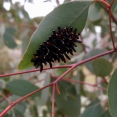 Perginae sp. (subfamily) (Unidentified pergine sawfly) at Bellmount Forest, NSW - 14 Oct 2019 by KMcCue
