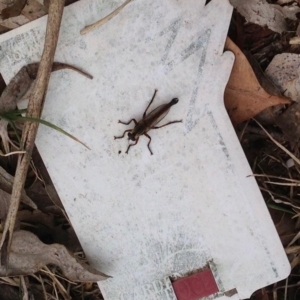 Zosteria sp. (genus) at Bellmount Forest, NSW - 14 Oct 2019