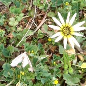 Philobota diaereta at Bellmount Forest, NSW - 14 Oct 2019