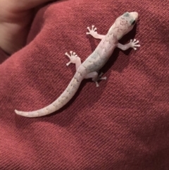 Christinus marmoratus (Southern Marbled Gecko) at Aranda, ACT - 13 Oct 2019 by OllieOrgill