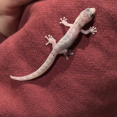 Christinus marmoratus (Southern Marbled Gecko) at Aranda, ACT - 13 Oct 2019 by OllieOrgill