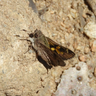 Trapezites phigalioides (Montane Ochre) at Namadgi National Park - 6 Oct 2019 by MatthewFrawley