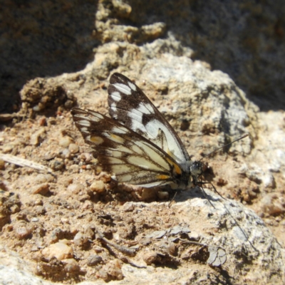 Belenois java (Caper White) at Namadgi National Park - 6 Oct 2019 by MatthewFrawley