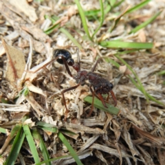 Myrmecia simillima (A Bull Ant) at Namadgi National Park - 5 Oct 2019 by MatthewFrawley
