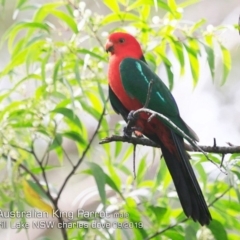 Alisterus scapularis (Australian King-Parrot) at Burrill Lake, NSW - 15 Sep 2019 by Charles Dove