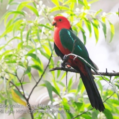 Alisterus scapularis (Australian King-Parrot) at Burrill Lake, NSW - 15 Sep 2019 by Charles Dove