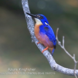 Ceyx azureus at Ulladulla, NSW - 20 Sep 2019