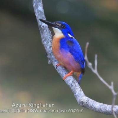 Ceyx azureus (Azure Kingfisher) at Ulladulla - Millards Creek - 19 Sep 2019 by CharlesDove