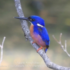 Ceyx azureus at Ulladulla, NSW - 20 Sep 2019