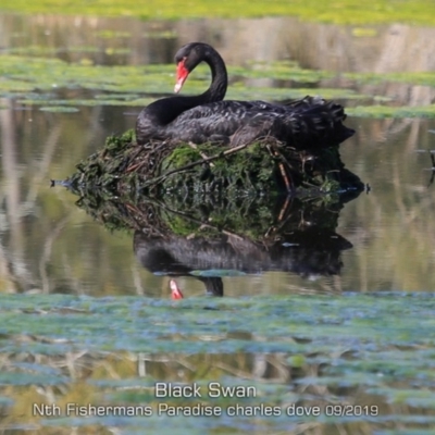 Cygnus atratus (Black Swan) at Conjola, NSW - 13 Sep 2019 by CharlesDove