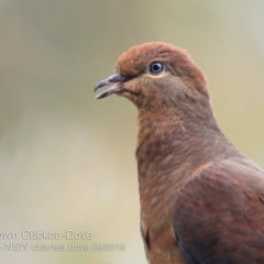 Macropygia phasianella (Brown Cuckoo-dove) at Burrill Lake Aboriginal Cave Walking Track - 14 Sep 2019 by CharlesDove