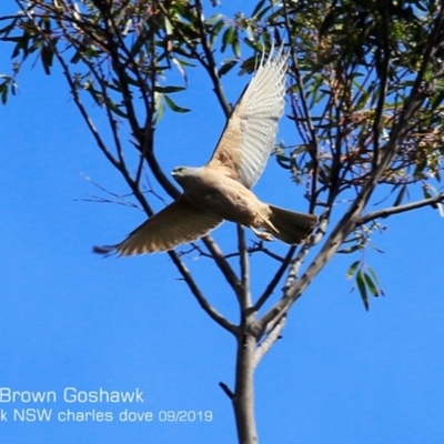 Accipiter fasciatus (Brown Goshawk) at Mollymook, NSW - 13 Sep 2019 by CharlesDove