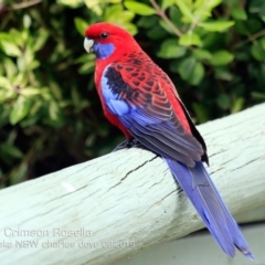 Platycercus elegans (Crimson Rosella) at Burrill Lake, NSW - 14 Sep 2019 by Charles Dove