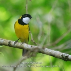 Pachycephala pectoralis (Golden Whistler) at Ulladulla - Millards Creek - 19 Sep 2019 by Charles Dove