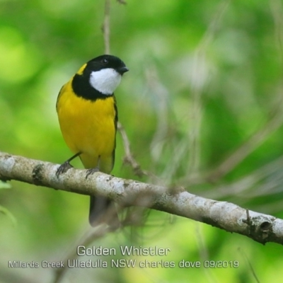 Pachycephala pectoralis (Golden Whistler) at Ulladulla, NSW - 19 Sep 2019 by Charles Dove