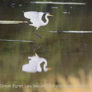 Ardea alba at Lake Tabourie, NSW - 16 Sep 2019