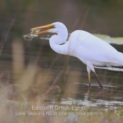 Ardea alba at Lake Tabourie, NSW - 16 Sep 2019