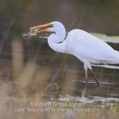 Ardea alba at Lake Tabourie, NSW - 16 Sep 2019 12:00 AM