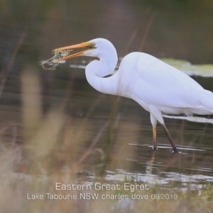 Ardea alba at Lake Tabourie, NSW - 16 Sep 2019 12:00 AM