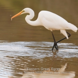 Ardea alba at Lake Tabourie, NSW - 16 Sep 2019 12:00 AM