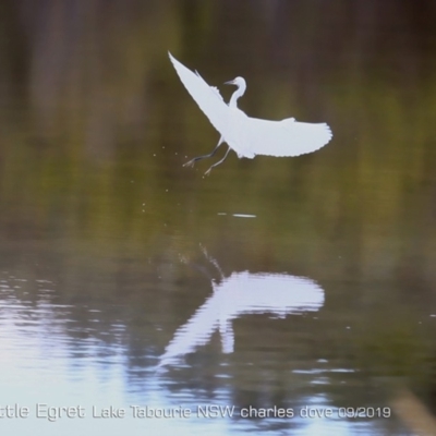 Egretta garzetta (Little Egret) at Lake Tabourie, NSW - 15 Sep 2019 by Charles Dove