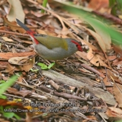 Neochmia temporalis (Red-browed Finch) at Ulladulla, NSW - 20 Sep 2019 by CharlesDove