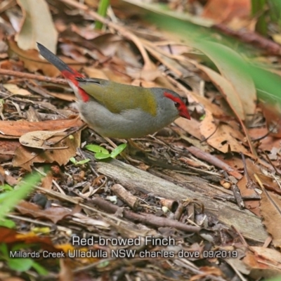 Neochmia temporalis (Red-browed Finch) at Ulladulla - Millards Creek - 19 Sep 2019 by Charles Dove