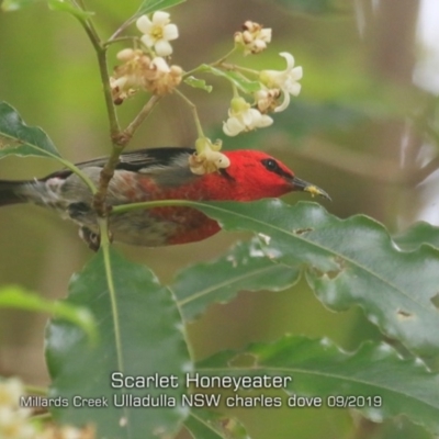 Myzomela sanguinolenta (Scarlet Honeyeater) at Ulladulla - Millards Creek - 19 Sep 2019 by Charles Dove