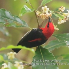 Myzomela sanguinolenta at Ulladulla, NSW - 20 Sep 2019