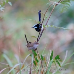 Malurus cyaneus (Superb Fairywren) at Lake Tabourie Bushcare - 16 Sep 2019 by CharlesDove