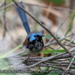 Malurus lamberti (Variegated Fairywren) at Burrill Lake, NSW - 14 Sep 2019 by Charles Dove