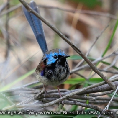 Malurus lamberti (Variegated Fairywren) at Wairo Beach and Dolphin Point - 14 Sep 2019 by Charles Dove