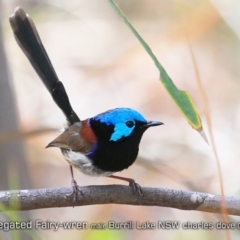 Malurus lamberti at Burrill Lake, NSW - 15 Sep 2019 12:00 AM