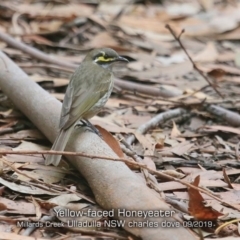 Caligavis chrysops (Yellow-faced Honeyeater) at Ulladulla - Millards Creek - 19 Sep 2019 by Charles Dove